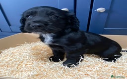 Cocker Spaniel dogs for sale: Cocker Spaniel puppies - Image 19