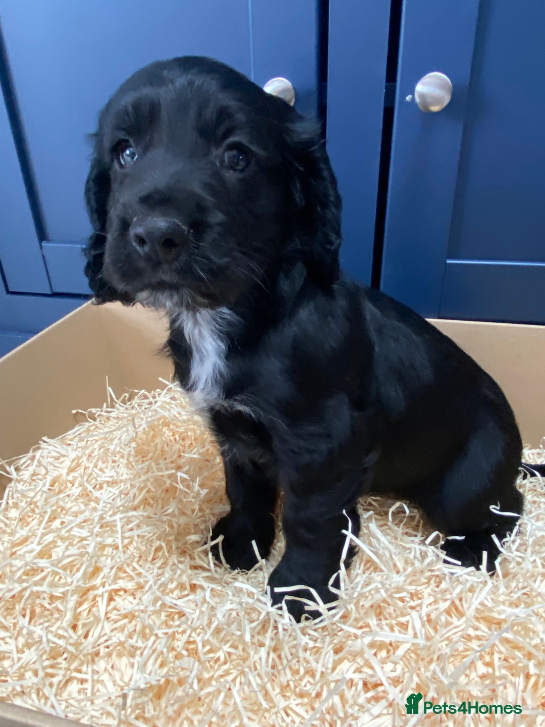 Cocker Spaniel dogs for sale: Cocker Spaniel puppies - Image 19