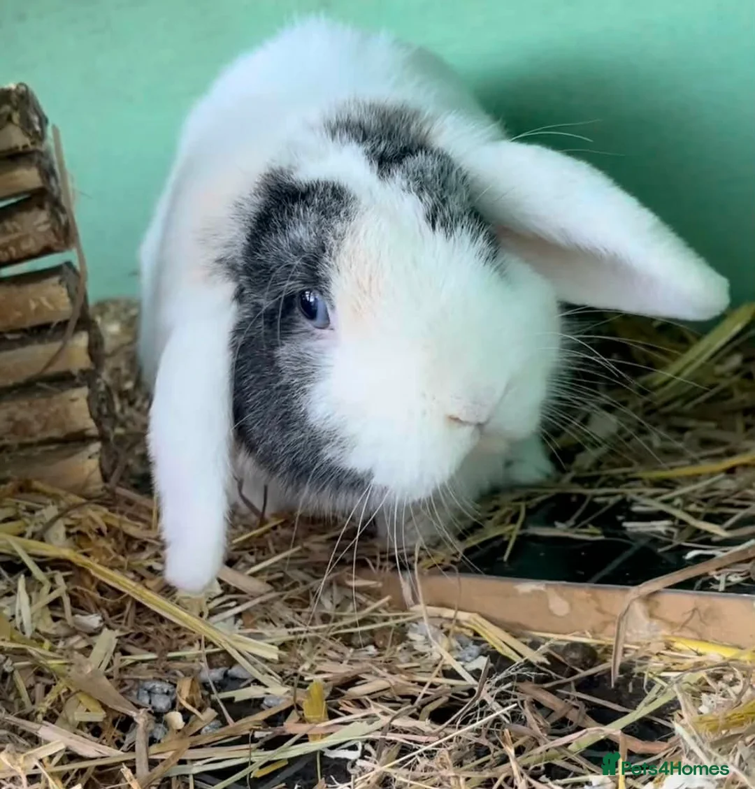 Mini Lop rabbits for sale: Mini lop buck for sale - Advert 2