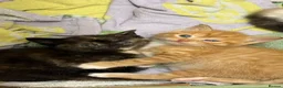 Mixed Breed cats for sale: One little girl left - Advert 8