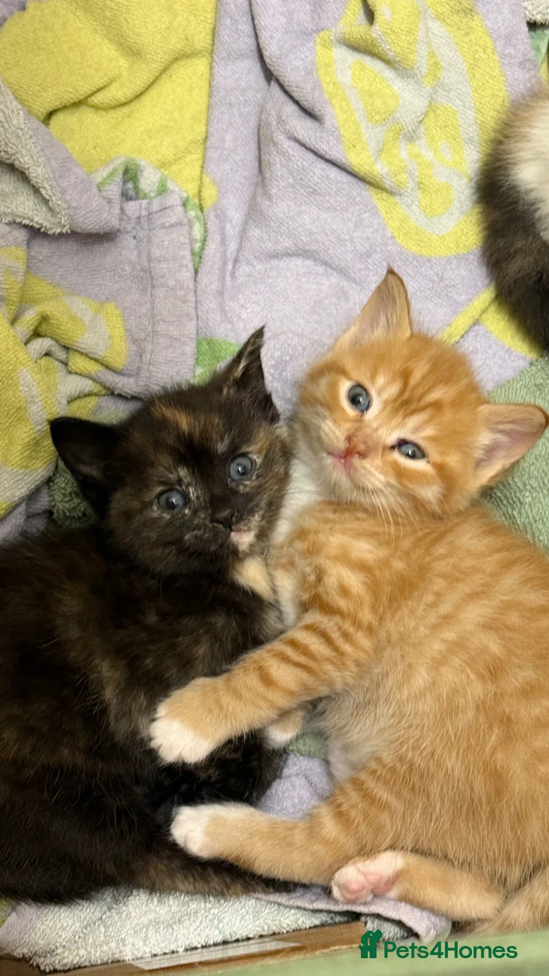 Mixed Breed cats for sale: One little girl left - Advert 8