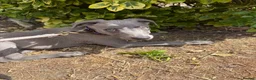 Whippet dogs for sale: Whippet puppy for rehoming  in Bournemouth - Advert 3