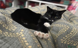 Mixed Breed cats for sale: Flimflam & Bojo - Image 25