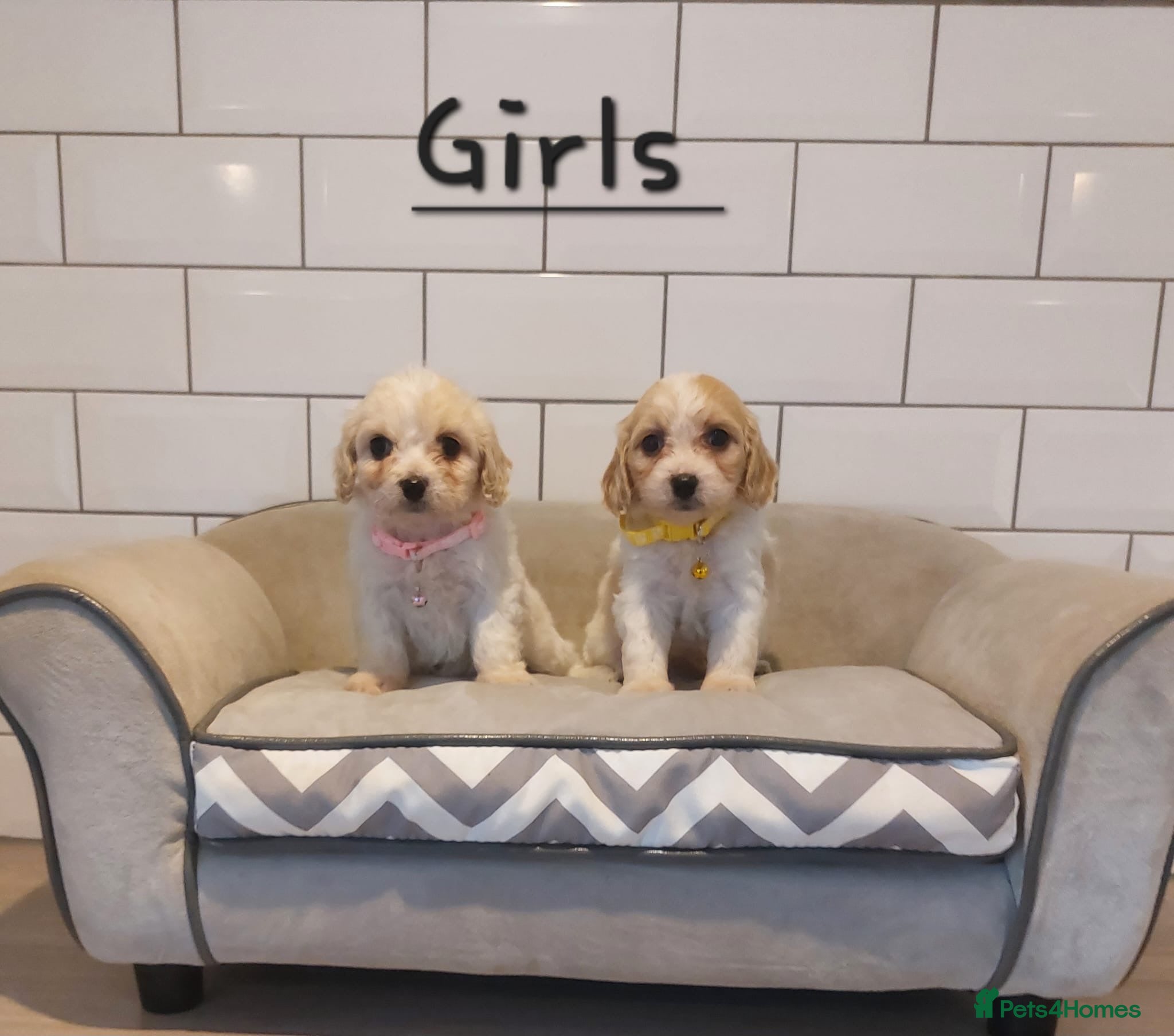 Cavachon dogs Beautiful Cavachon puppies 💕 - Advert 14