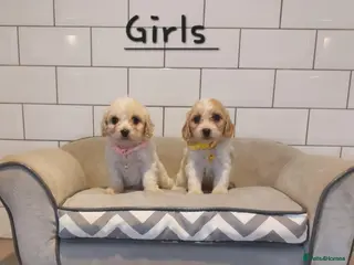 Cavachon dogs Beautiful Cavachon puppies 💕 - Advert 14