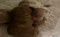 Toy Poodle dogs for sale: Tiny, rare parti poodle puppies. Red & white.  - Image 8