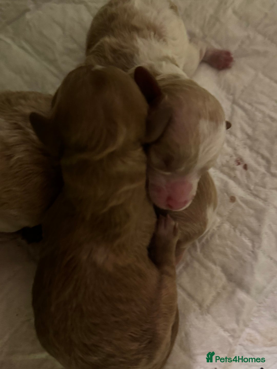 Toy Poodle dogs for sale: Tiny, rare parti poodle puppies. Red & white.  - Image 8