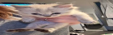 Ragdoll 1