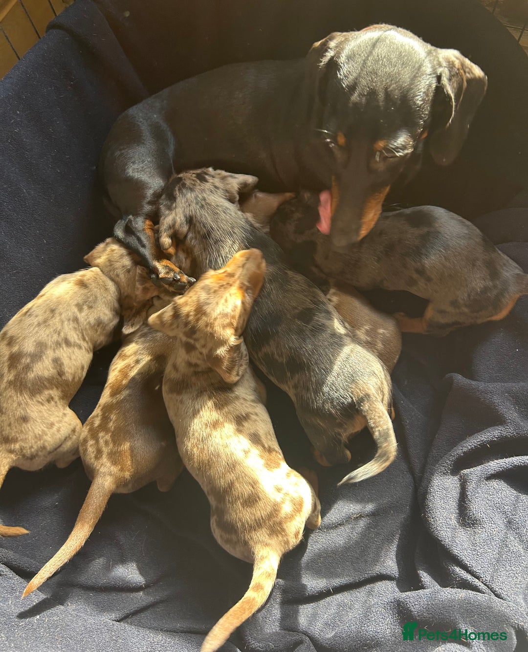 Miniature Dachshund dogs for sale: Stunning Miniature Smooth Dachshunds - Image 18
