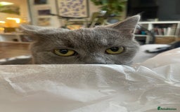 Scottish Fold cats for sale: Perfect Scottish straight girl  - Image 5