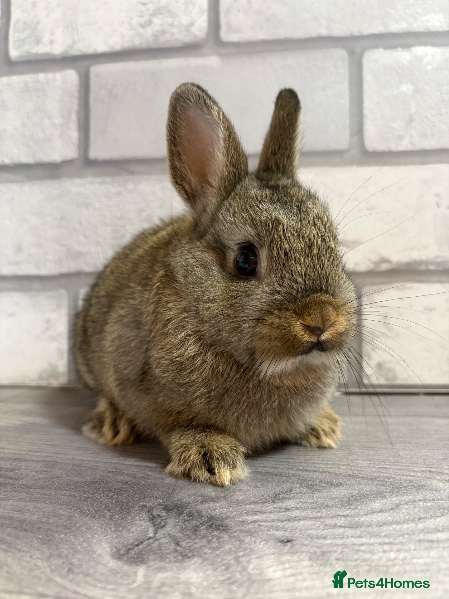 Netherland Dwarf rabbits Netherland Dwarf Baby Bunny - Advert 18