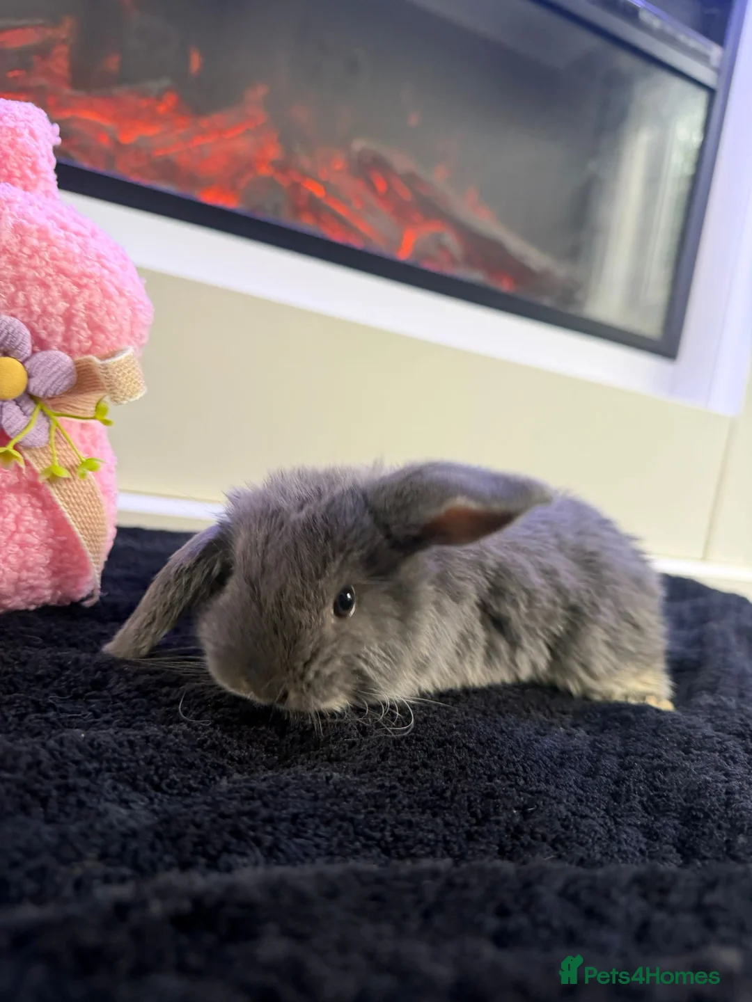 Mini Lop rabbits for sale: 4 baby min lops - Advert 4