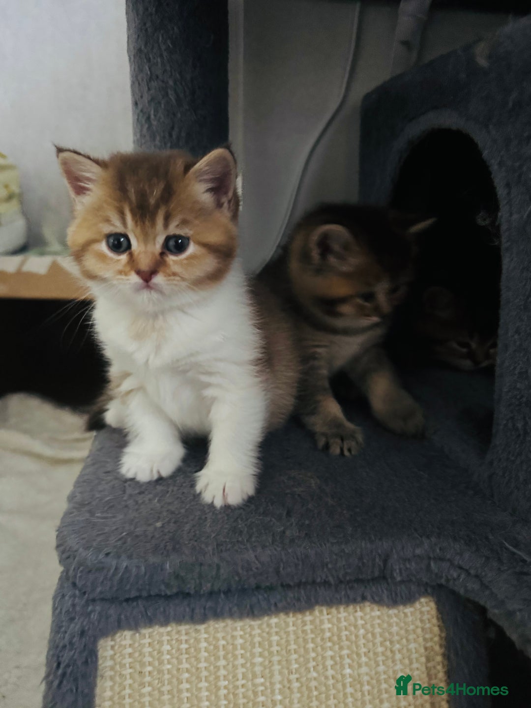 British Shorthair cats for sale: British shorthair - Advert 9