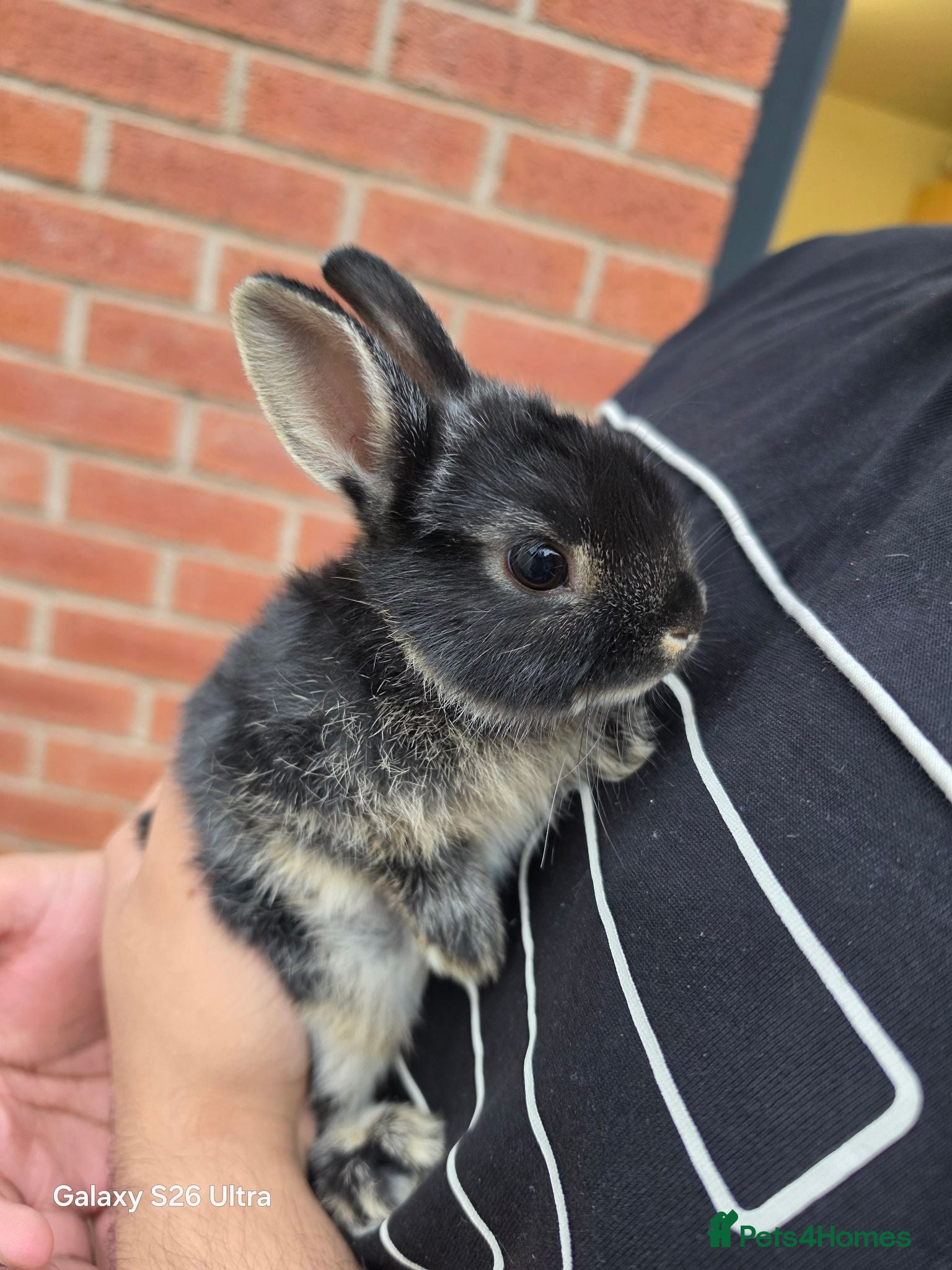 Netherland Dwarf rabbits Beautiful Netherland Dwarf bunnies - Advert 7