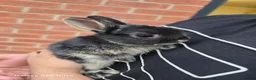 Netherland Dwarf rabbits for sale: Beautiful Netherland Dwarf bunnies - Advert 1