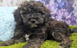 Cockapoo dogs for sale: READY NOW !! sable & brindle tri colour cockapoos - Image 24