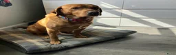 Labrador Retriever dogs for sale: Labrador Puppies 🐶  - Advert 5