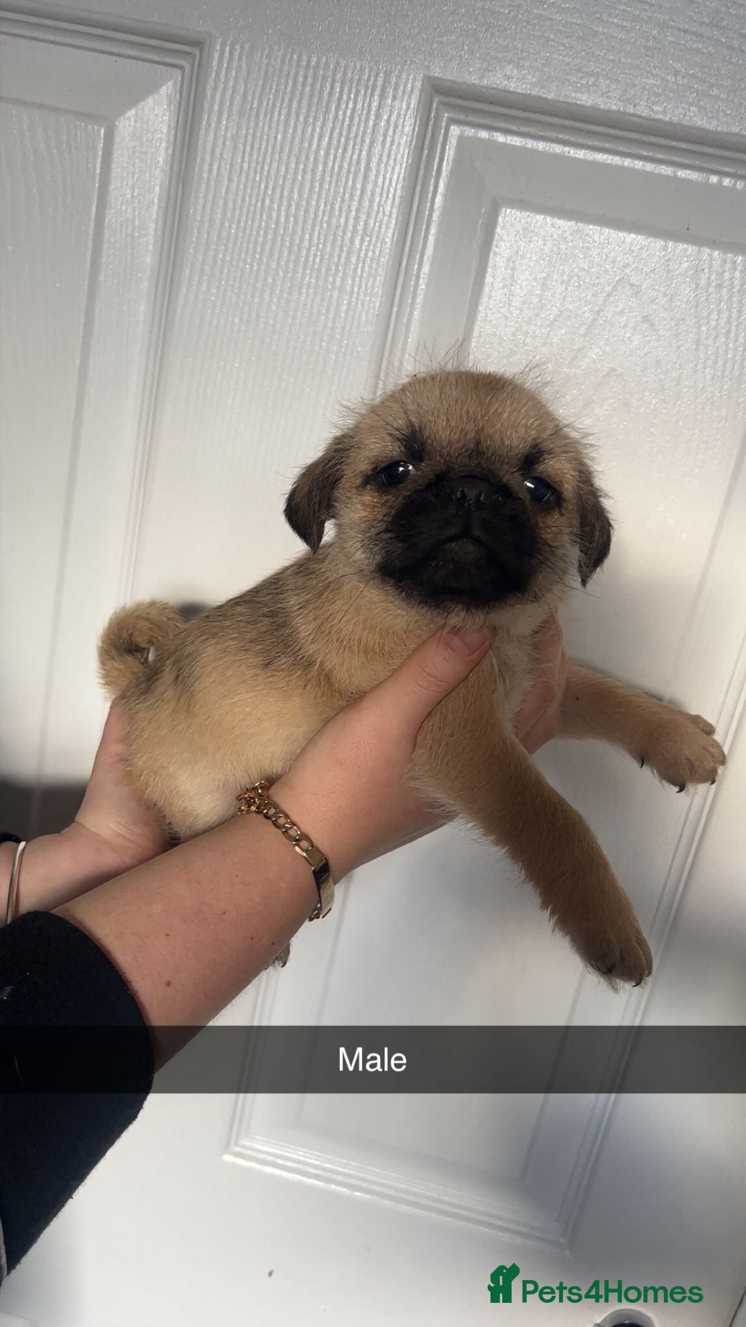 Mixed Breed dogs for sale: Perfect litter of pug cross shih-tzu  - Advert 6