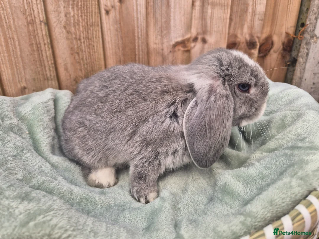 Mini Lop rabbits for sale:  ❤️ Gorgeous mini lops ❤️ please read description - Advert 2