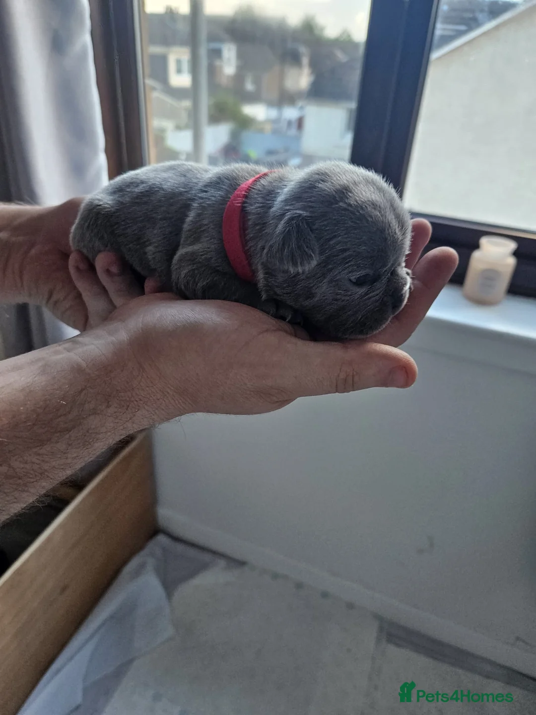 French Bulldog dogs for sale: French bull pups - Advert 2