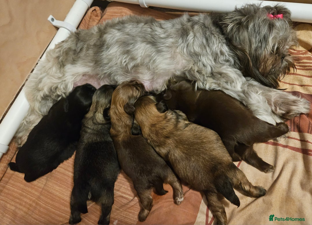 Shih Tzu dogs for sale: Imperial Shih Tzu - Image 2