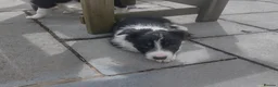 Border Collie dogs for sale: Border Collie Pups - Advert 4
