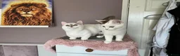 Munchkin cats for sale: Super short legs Munchkin kittens  - Advert 10