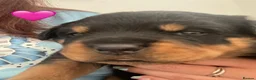 Rottweiler dogs for sale: Champion German Rottweiler Puppies - Advert 21