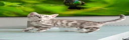 Bengal cats for sale: ✨NEW✨ TICA Pedigree Championship Bengal Kittens - Advert 8