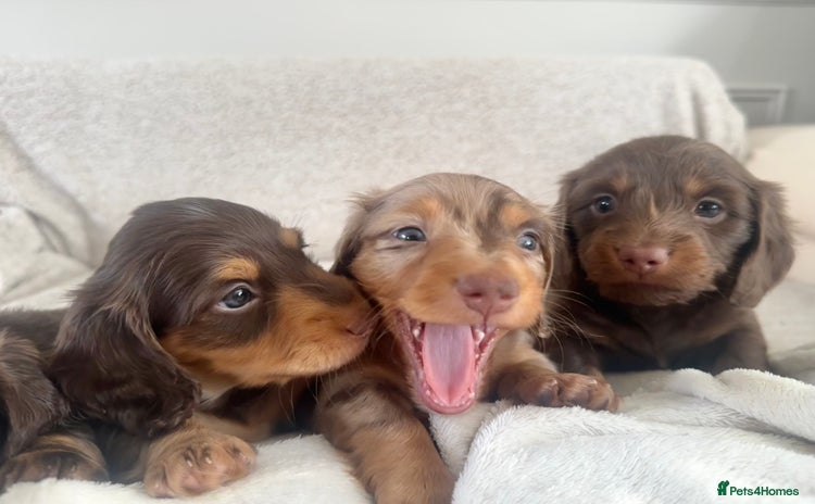 Miniature Dachshund dogs - Advert 3