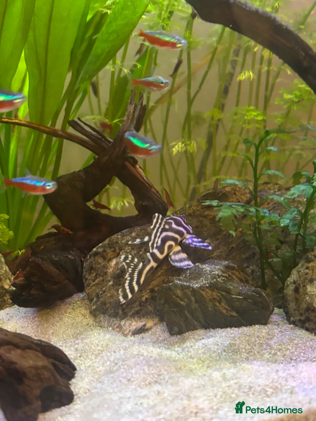 Plecos fish for sale: Selling Tiger King Pleco - Advert 1