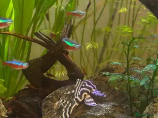 Plecos fish Selling Tiger King Pleco - Advert 1