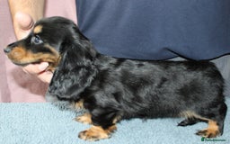 Miniature Dachshund dogs for sale: Black cream and black tan  - Image 15
