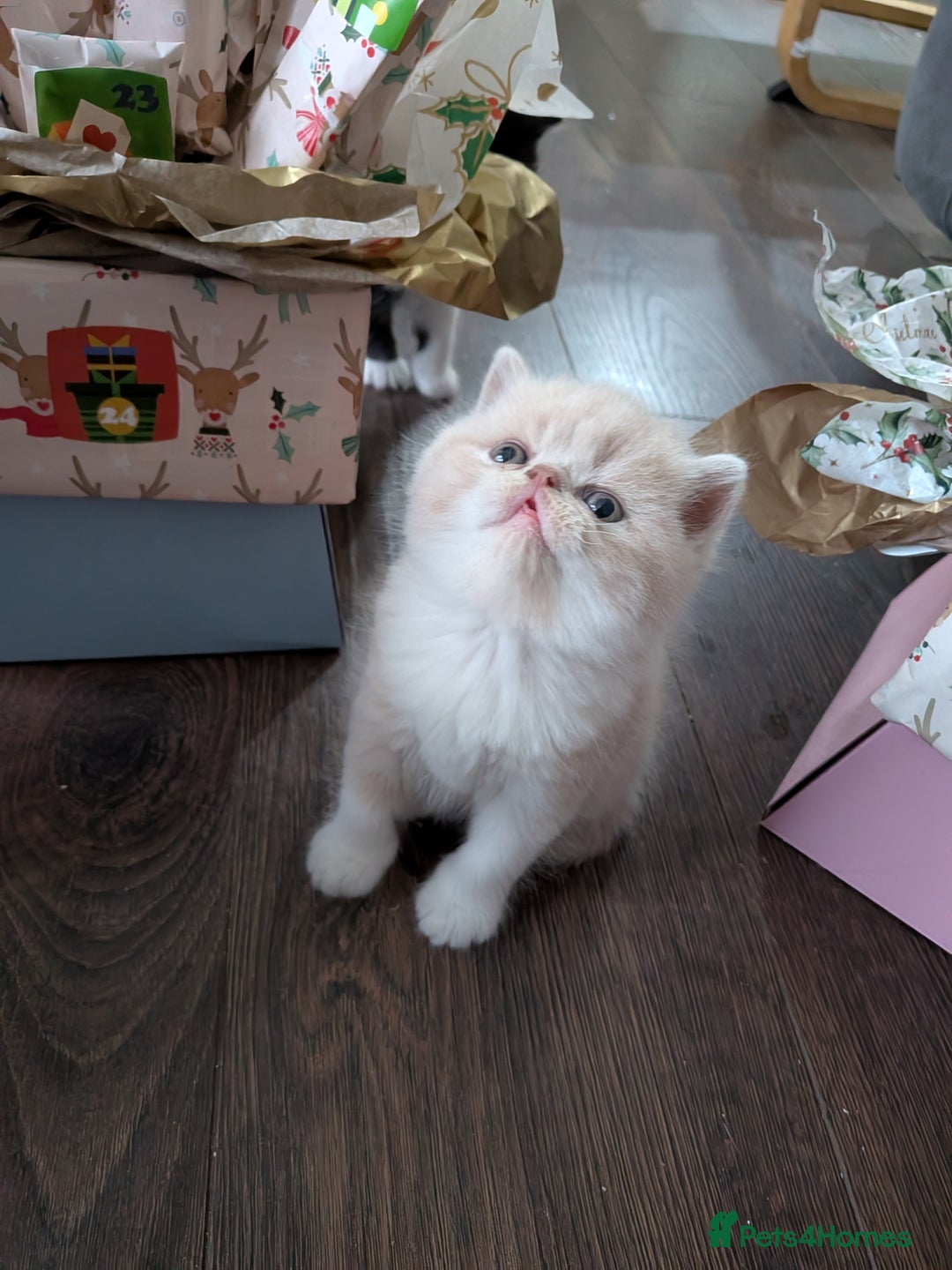 Exotic cats for sale: Beautiful Exotic kittens  - Advert 15