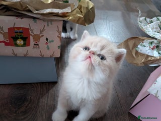 Exotic cats Beautiful Exotic kittens - Advert 10