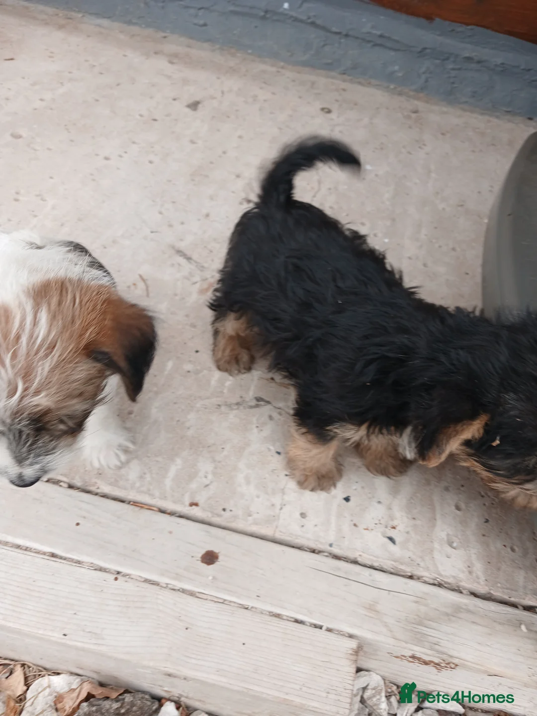 Jack Russell dogs for sale: Miniature jack russells - Advert 8