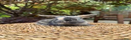 Mini Lop rabbits for sale: Friendly Harlequin Mini Lop Bunnies - Advert 2