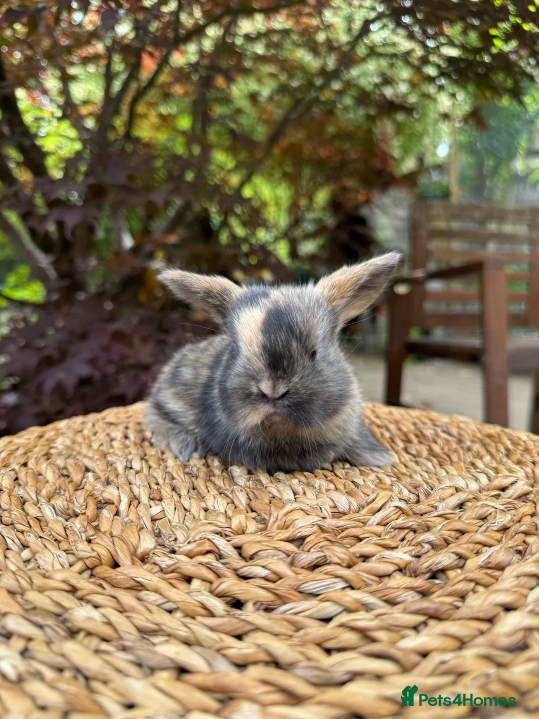 Mini Lop rabbits for sale: Friendly Harlequin Mini Lop Bunnies - Advert 2