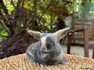Mini Lop rabbits Friendly Harlequin Mini Lop Bunnies - Advert 2