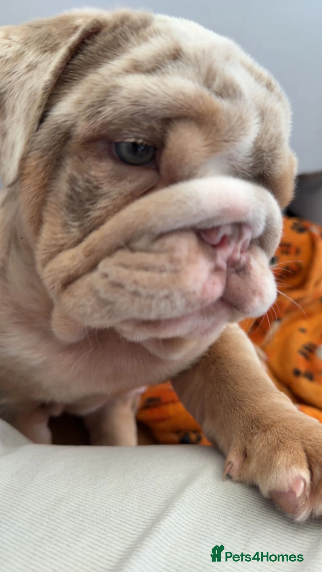 English Bulldog dogs for sale: Beautiful merle boy - Advert 2