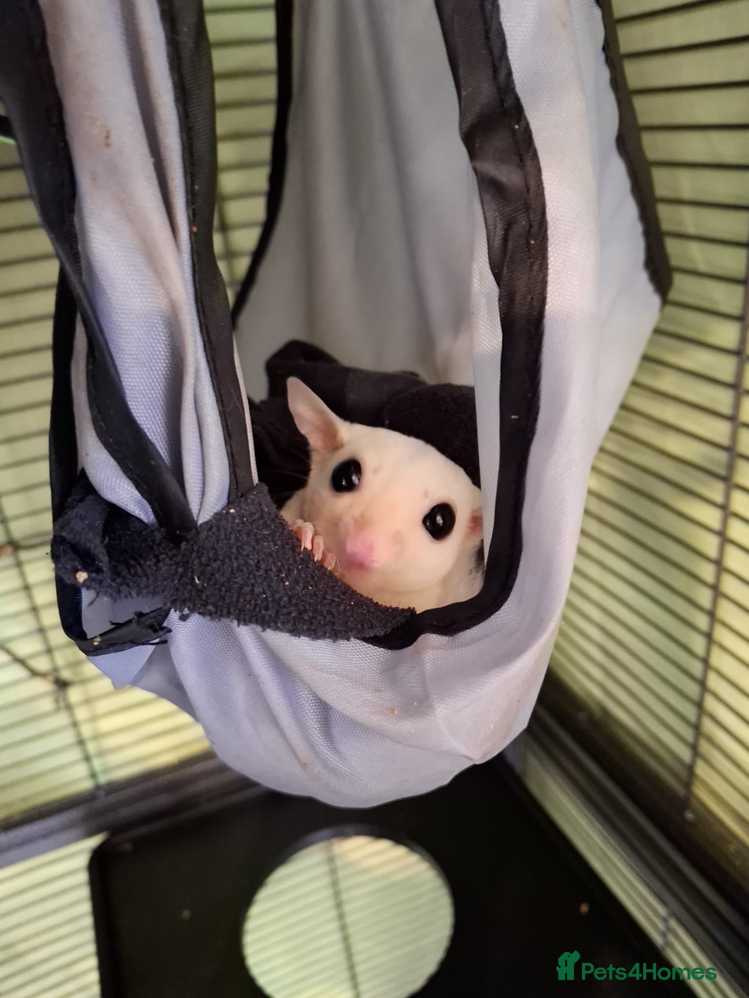 Sugar Glider rodents Pair of male Sugar Gliders  - Advert 22