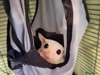 Sugar Glider rodents Pair of male Sugar Gliders - Advert 22