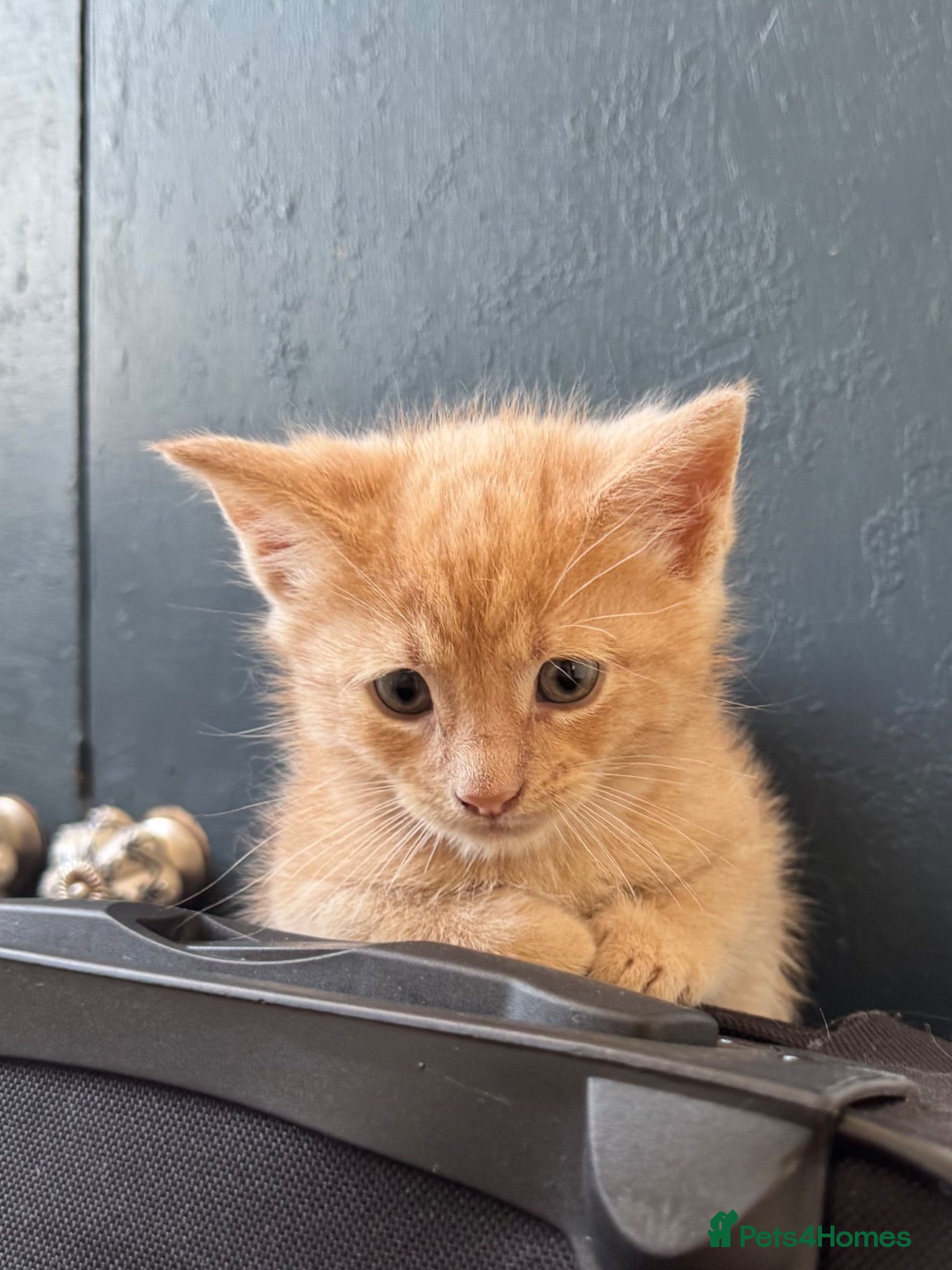 Maine Coon cats Maine Coon Cross Kittens – Ready 13th July - Advert 1