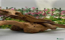 Gecko reptiles for sale: Crested gecko  - Image 2