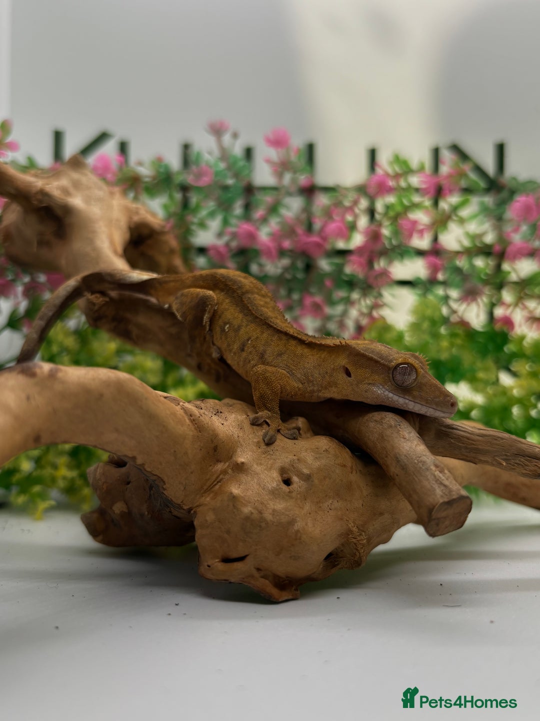 Gecko reptiles for sale: Crested gecko  - Image 2