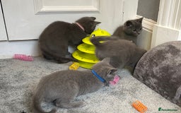 Russian Blue cats for sale: Russian Blue Kittens  - Image 23