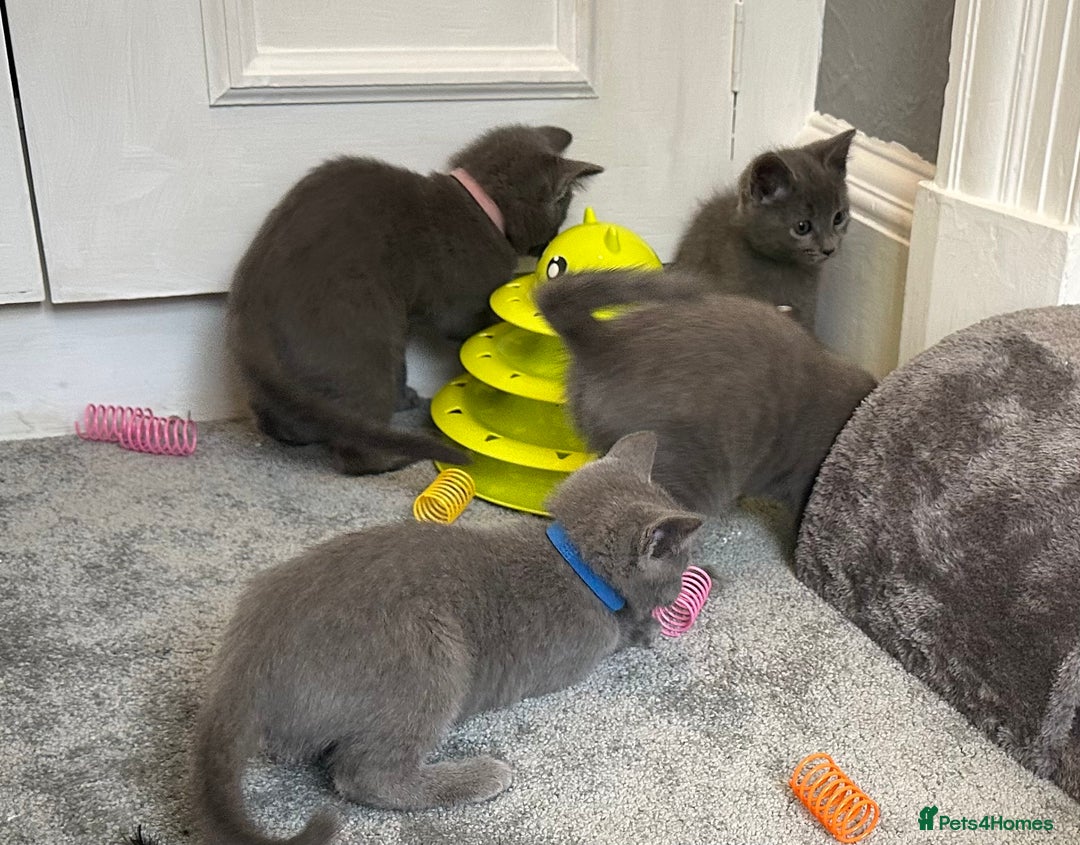 Russian Blue cats for sale: Russian Blue Kittens  - Image 23