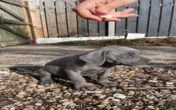 Cane Corso dogs for sale: Cane Corso puppies 9 week old 🫶❤️🫶 - Image 28