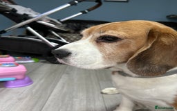 Beagle dogs for sale: 6 year old needs a forever home - Advert 3