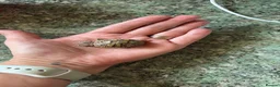 Hermann Tortoise reptiles for sale: I year hand nurtured Hermann juveniles in Barry - Advert 6